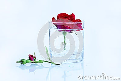 Clean, pure, clear water and a red rose Stock Photo