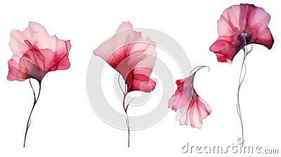Clean and Sharp Bahrain Flowers Collection on White Background . Stock Photo