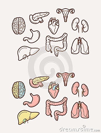 Clean and sharp outline icons about Human Anatomy Vector Illustration