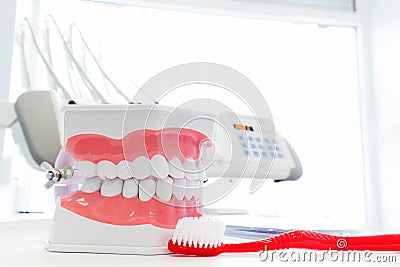 Clean teeth denture, dental jaw model and toothbrush in dentist's office. Stock Photo