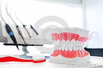 Clean teeth denture, dental jaw model and toothbrush in dentist's office. Stock Photo