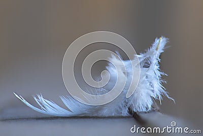 Clean white chicken feathers Stock Photo