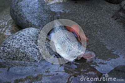 A cleaned and gutted fish sits in the cold river water with it`s eggs roe beside it Stock Photo