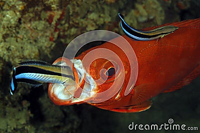 Cleaner Wrasses and Bigeye Stock Photo