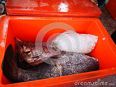 The catch for today, whereby the giant snapper cleaned and placed in the cooler box. Stock Photo