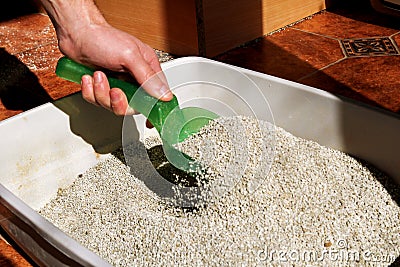 Cleaning cat litter box Stock Photo