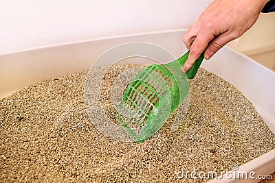 Cleaning cat litter box Stock Photo