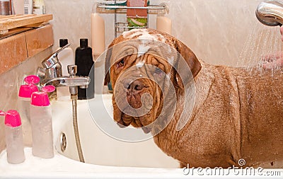 Cleaning the Dog Dogue De Bordeaux in bath Stock Photo