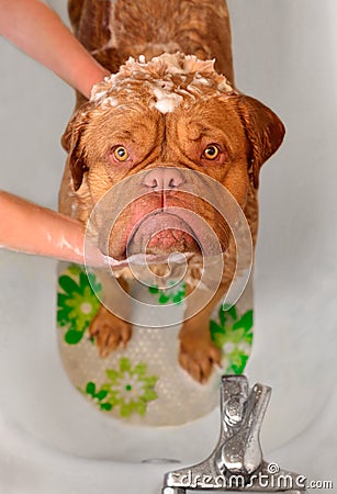 Cleaning the Dog Dogue De Bordeaux in bath Stock Photo