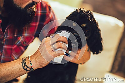Cleaning dog eyes with infection Stock Photo
