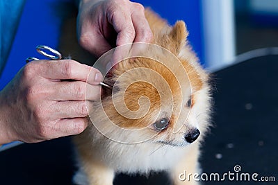 ticks in ears of dog Stock Photo