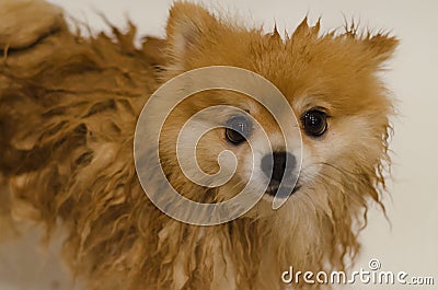 Cleaning of dogs and getting rid of fleas and ticks. puppy bath time. grooming the coat of a thoroughbred dog. wet dog pomeranian Stock Photo