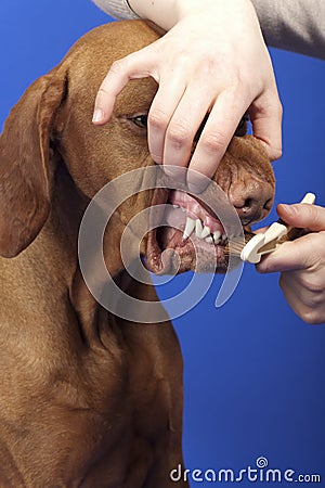 Cleaning dogs teeth with brush Stock Photo