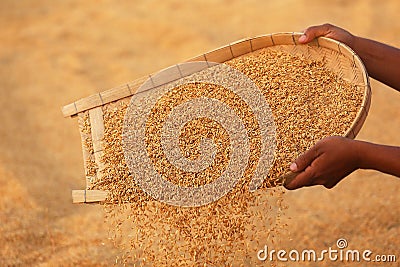 Cleaning of golden paddy seeds Stock Photo