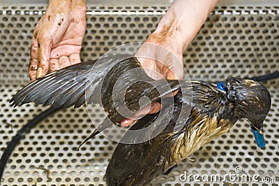 Cleaning an oil bird Stock Photo