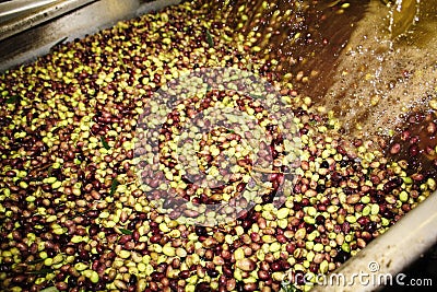 Cleaning olives with fresh water during extra virgin olive oil production process in olive oil mill Stock Photo
