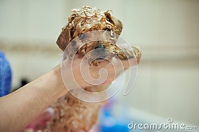 Cleaning puppy dog service Stock Photo