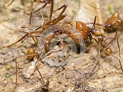 Cleaning station for leaf-cutter ants Stock Photo