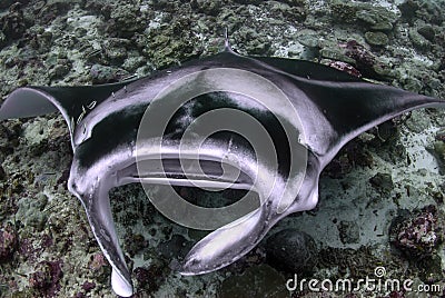 Cleaning station of a manta ray Stock Photo