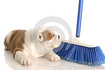 Cleaning up after new puppy Stock Photo