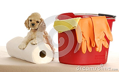 Cleaning up after puppy Stock Photo