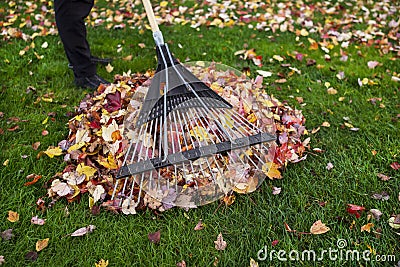 Cleaning up Yard during Autumn Stock Photo