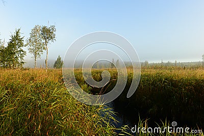 Clear autumn morning on a forest swamp over in tall grass in a light misty haze Stock Photo