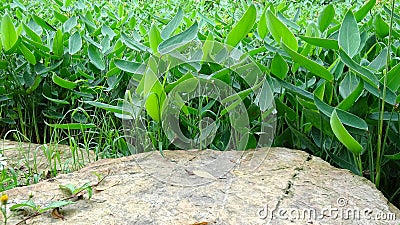Clear background of clear stone and plant combinations Stock Photo