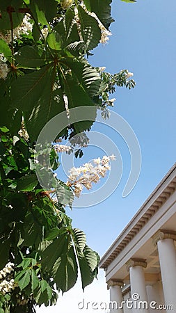 Clear blue sky. Beautiful picturesque chestnut blossoms. arge columns decorated with spiral volute. Stock Photo