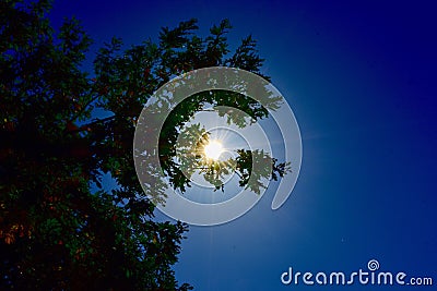 Sun rays beaming through the tree branches Stock Photo