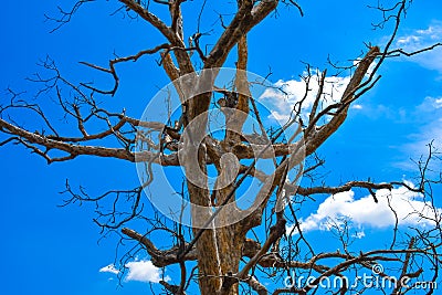 Clear Blue Sky Is Looking Beautiful Behind Dry Tree 2. Stock Photo