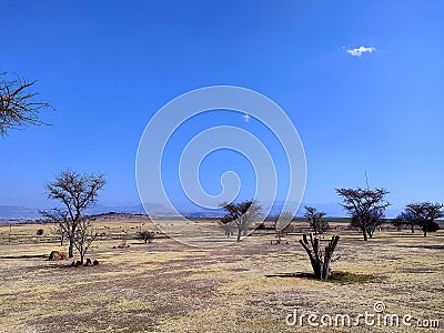 African Bushveld Stock Photo