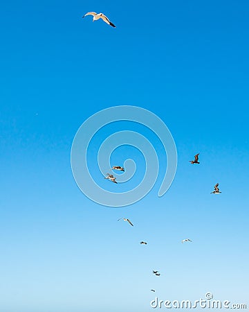 Clear blue sky and silhouette of birds. Flying seagulls and pelicans Stock Photo