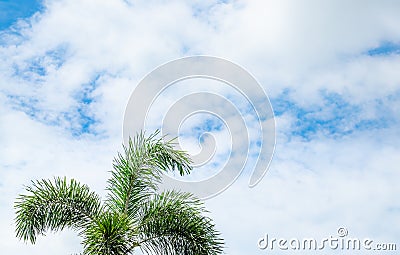 clear blue sky with white clouds on good weather with palm.blue sky on sunlight background.skyscape.cloudscape.beautiful vast blue Stock Photo