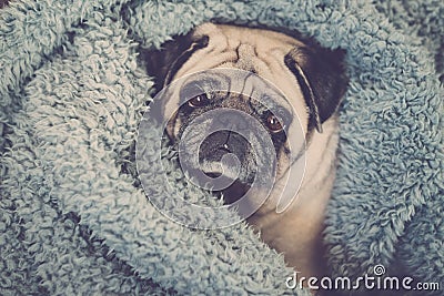 Clear brown pug with intense expression looking a tyou Stock Photo