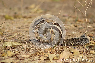 Clear and close shots of squirrel behind nature Stock Photo