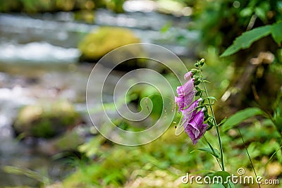 The Clear and Cold Waters Stock Photo