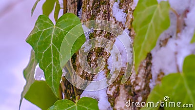 Clear Panorama Vibrant heart shaped vines and green algae thriving on the trunk of a tree Stock Photo