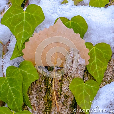 Clear Square Heart shaped vines growing on the brown trunk of a tree with algae and snow Stock Photo