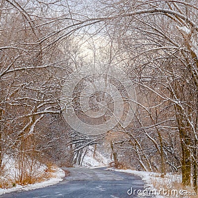 Clear Square Road with canopy of snowy trees in Salt lake City Stock Photo