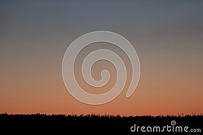 Clear sunrise or sunset sky with a smooth gradient of colors. Dark silhouettes of the forest Stock Photo