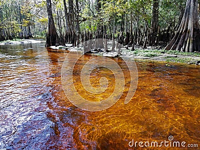 Tannin stained water of Fisheating Creek, Florida. Stock Photo