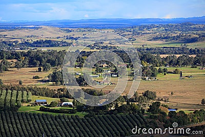 Panoramic view Australian landscape with olive grove Stock Photo