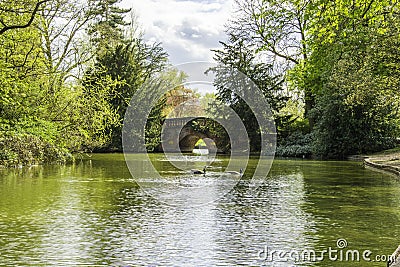 Clear water pond surrounded by trees in a park Stock Photo
