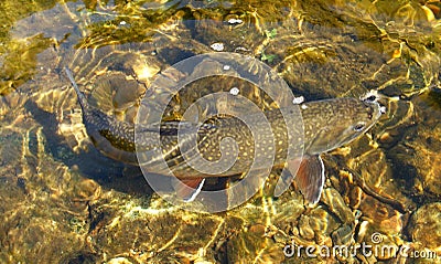 Clear Water Trout Stock Photo
