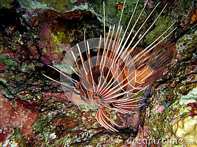 Clearfin Lionfish Hunting Stock Photo