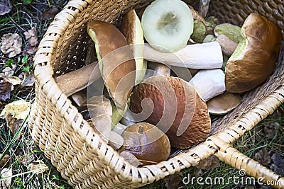 Various mushrooms in a large wicker basket . Stock Photo