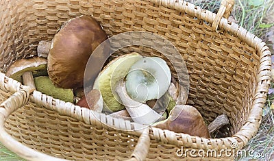 Various mushrooms in a large wicker basket . Stock Photo
