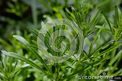 The Cleavers Galium aparine have been used in the traditional medicine for treatment of disorders of the diuretic, lymph systems Stock Photo