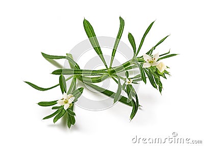 Cleavers Galium aparine Stock Photo